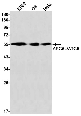 ATG5 Antibody