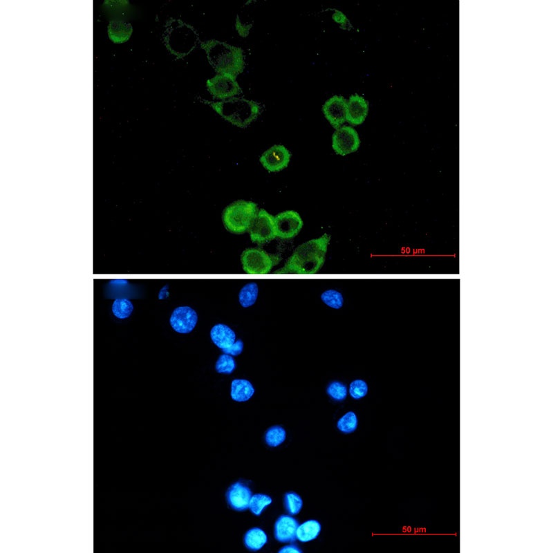 ATG5 Antibody