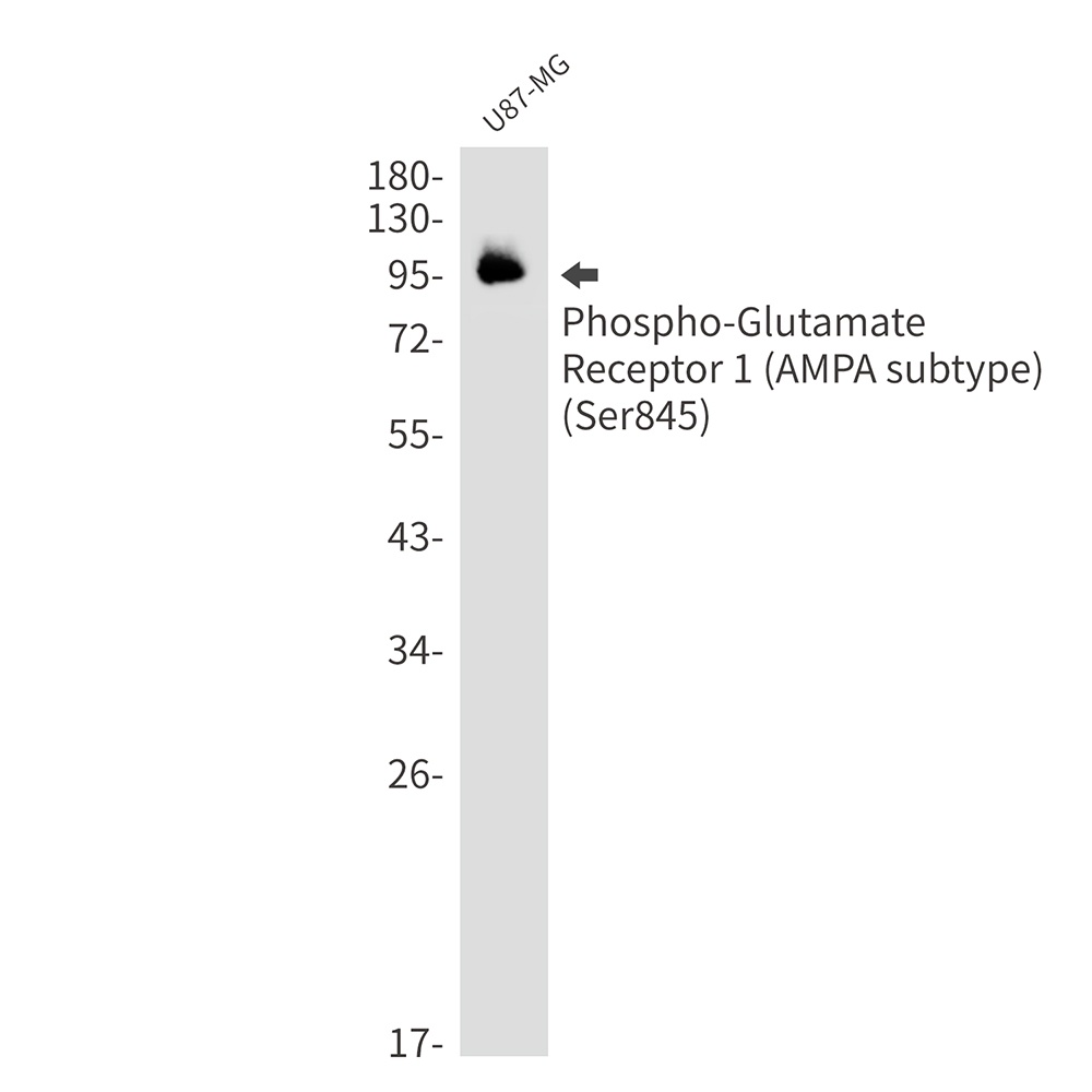 GRIA1 Antibody
