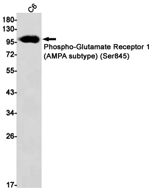 GRIA1 Antibody