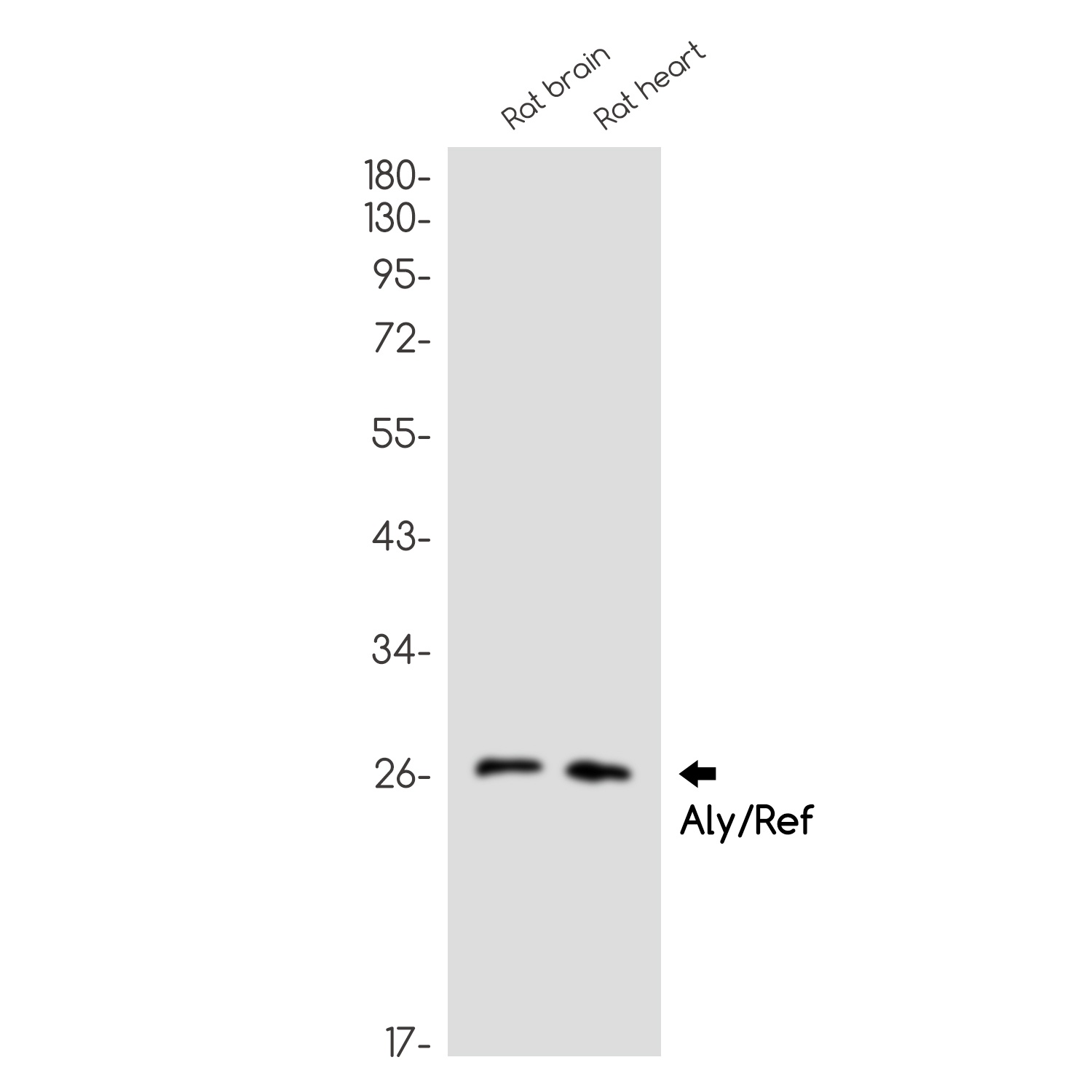 ALYREF Antibody