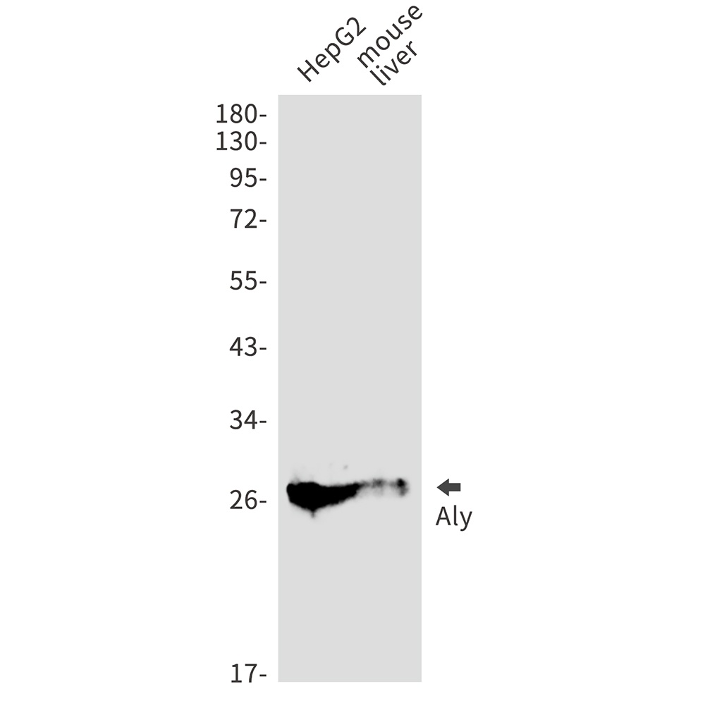 ALYREF Antibody