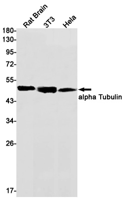alpha Tubulin Rabbit mAb