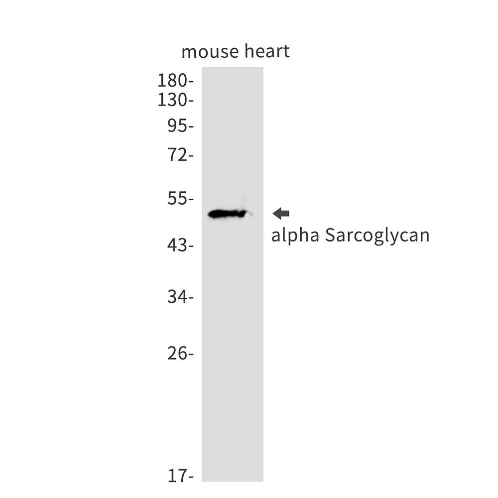 alpha Sarcoglycan Rabbit mAb