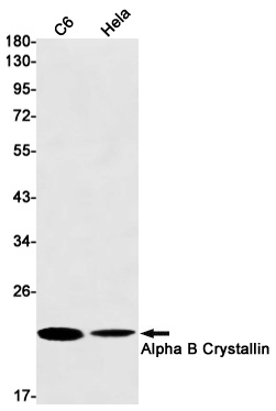 CRYAB Antibody