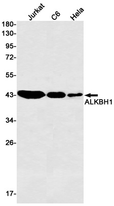 ALKBH1 Antibody