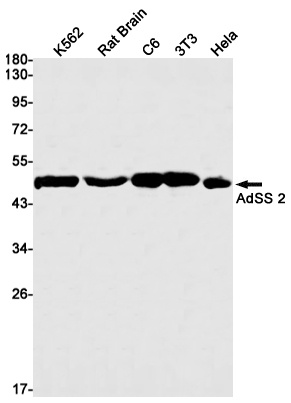 ADSS2 Antibody