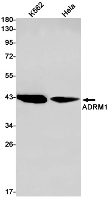 ADRM1 Antibody