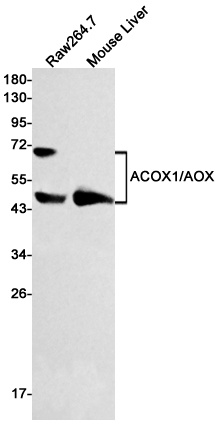 Acox1 Antibody
