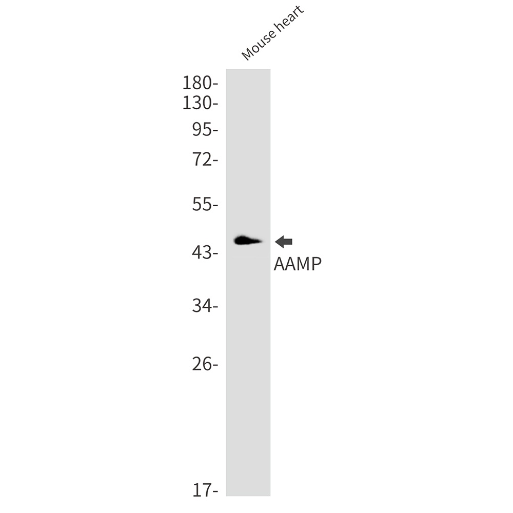AAMP Antibody