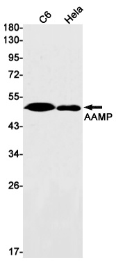 AAMP Antibody
