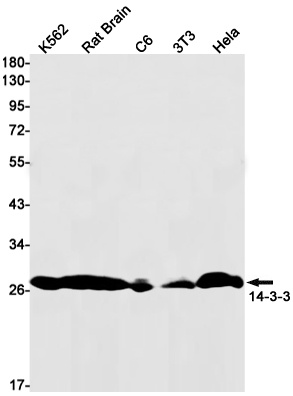 YWHAB Antibody