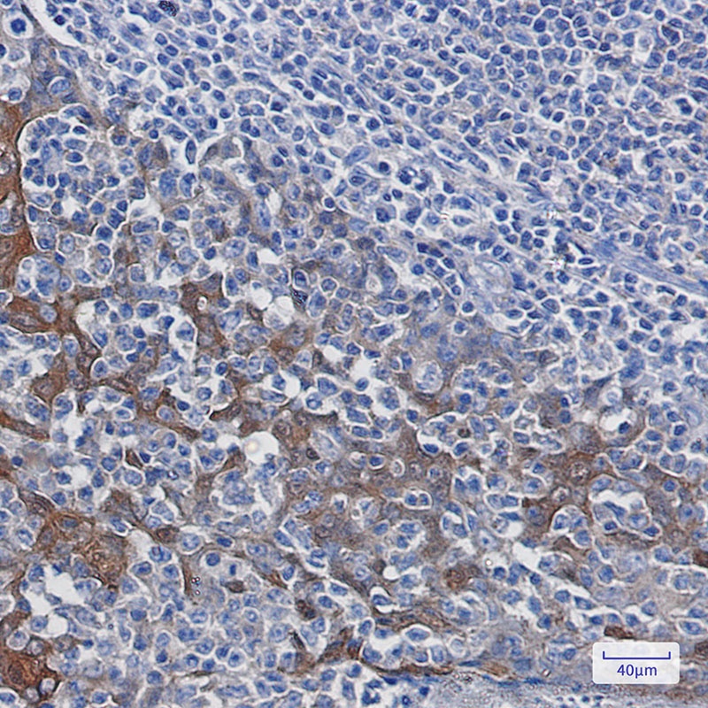 YWHAB Antibody