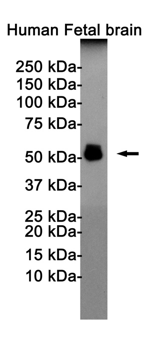 MAPT Antibody