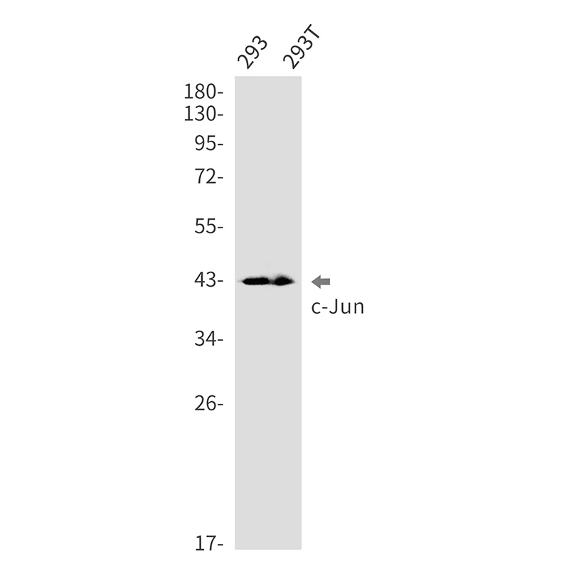 JUN Antibody