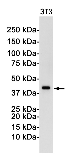 JUN Antibody