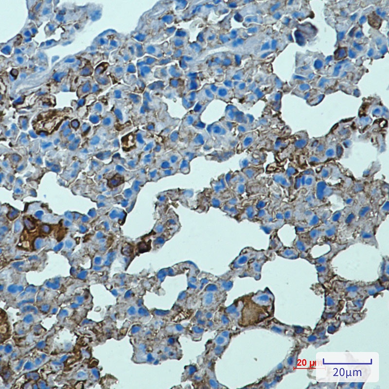 Tlr2 Antibody