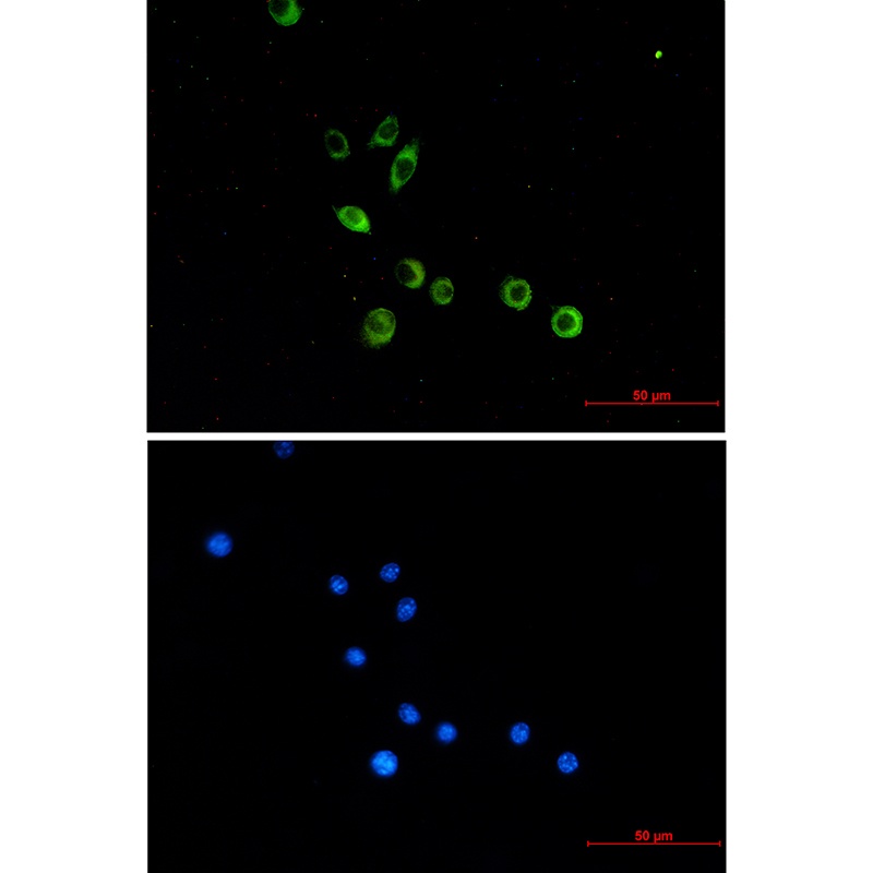 Tlr2 Antibody