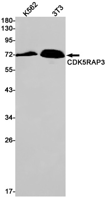 CDK5RAP3 Antibody