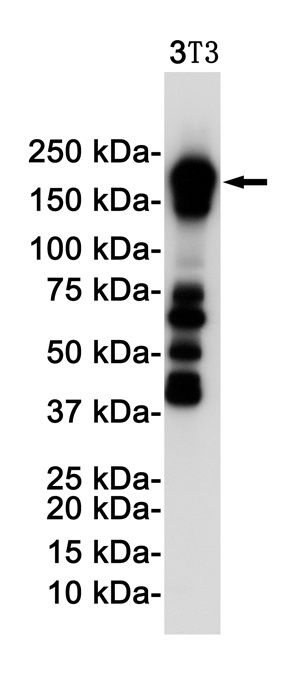 [KO] PDGFR beta Rabbit mAb