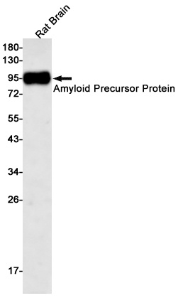 APP Antibody