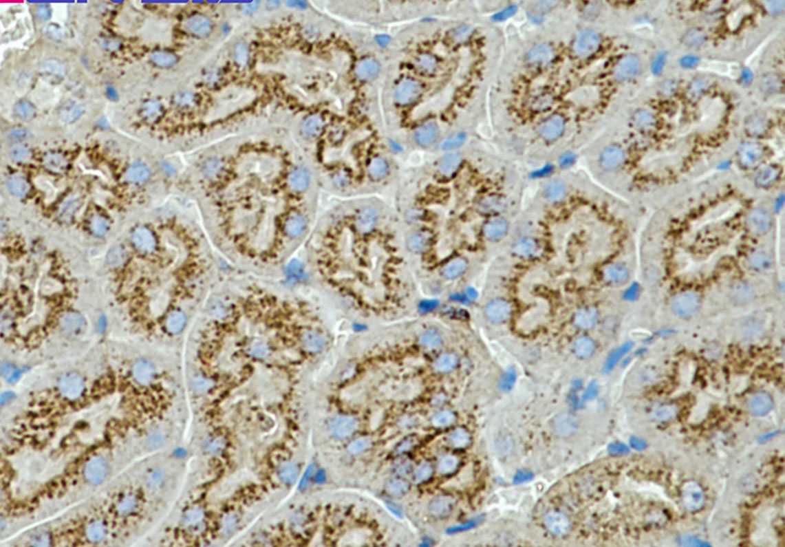 Cd63 Antibody
