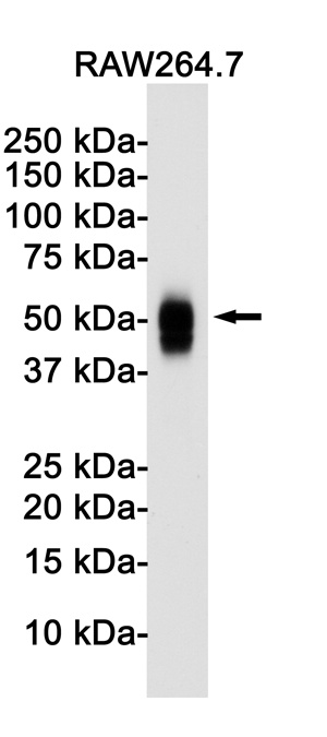 Cd63 Antibody
