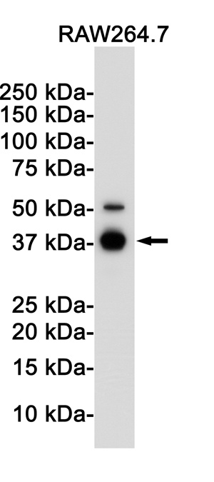 NFKBIA Antibody