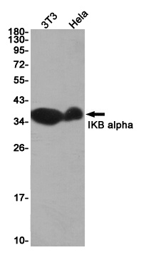 NFKBIA Antibody