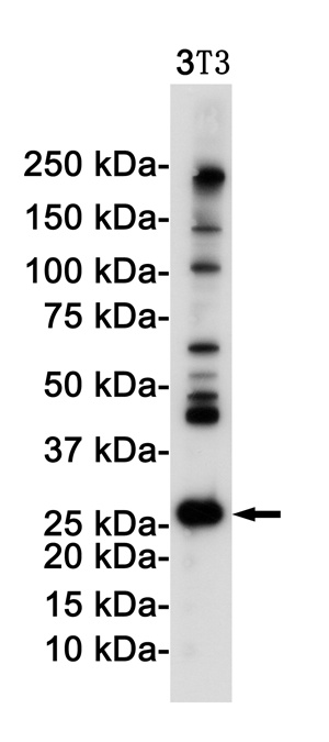 DDIT3 Rabbit Monoclonal Antibody