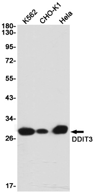 DDIT3 Rabbit Monoclonal Antibody