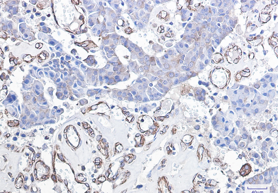DDIT3 Rabbit Monoclonal Antibody