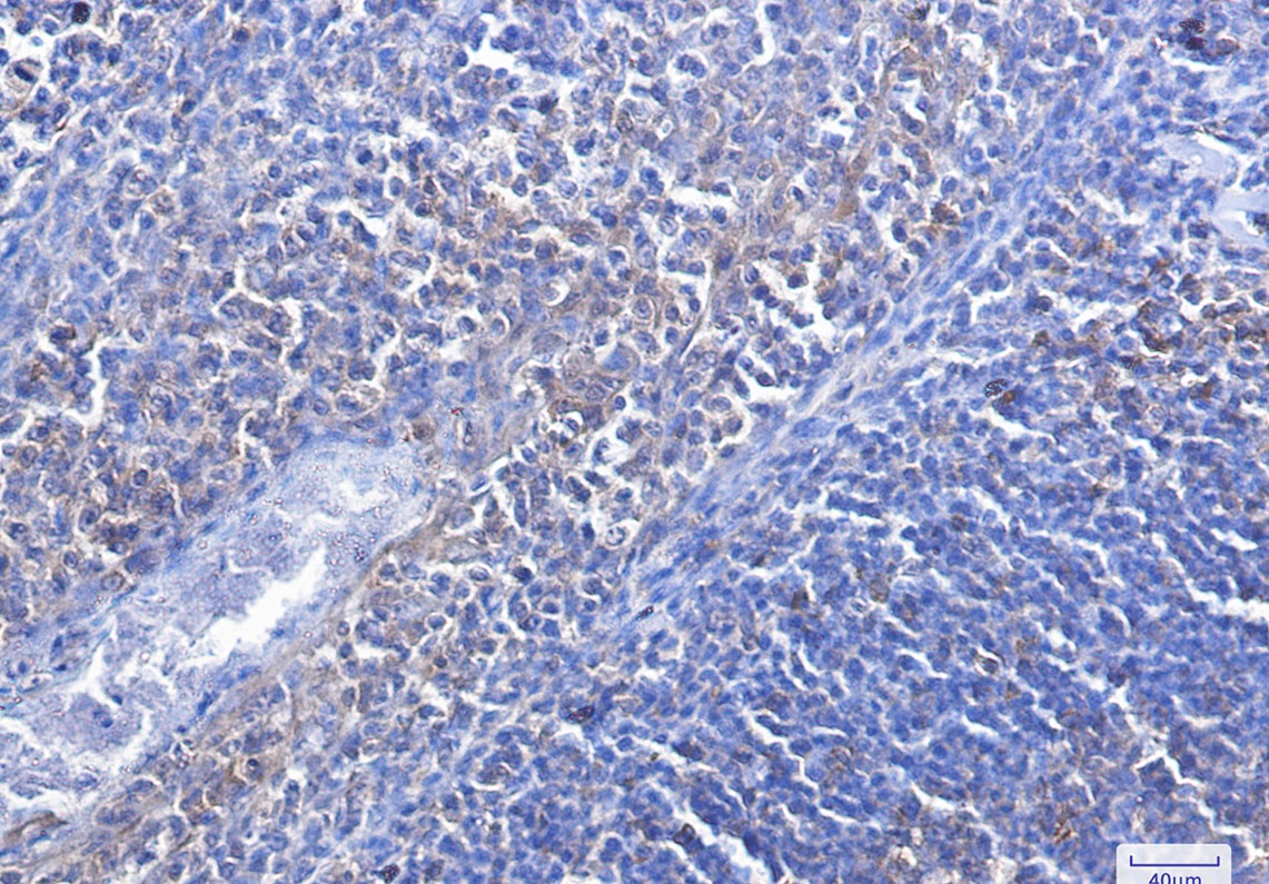 CASP3 Antibody
