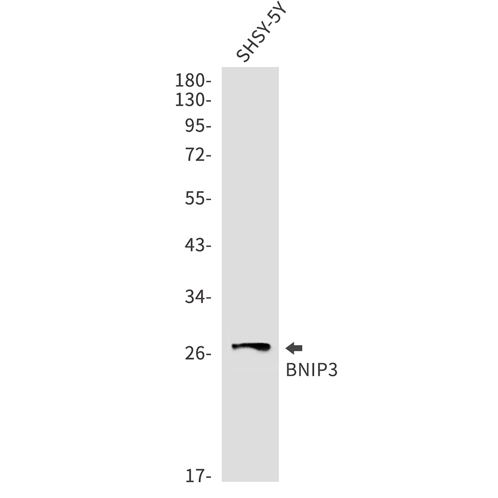 BNIP3 Antibody