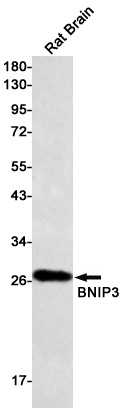 BNIP3 Antibody