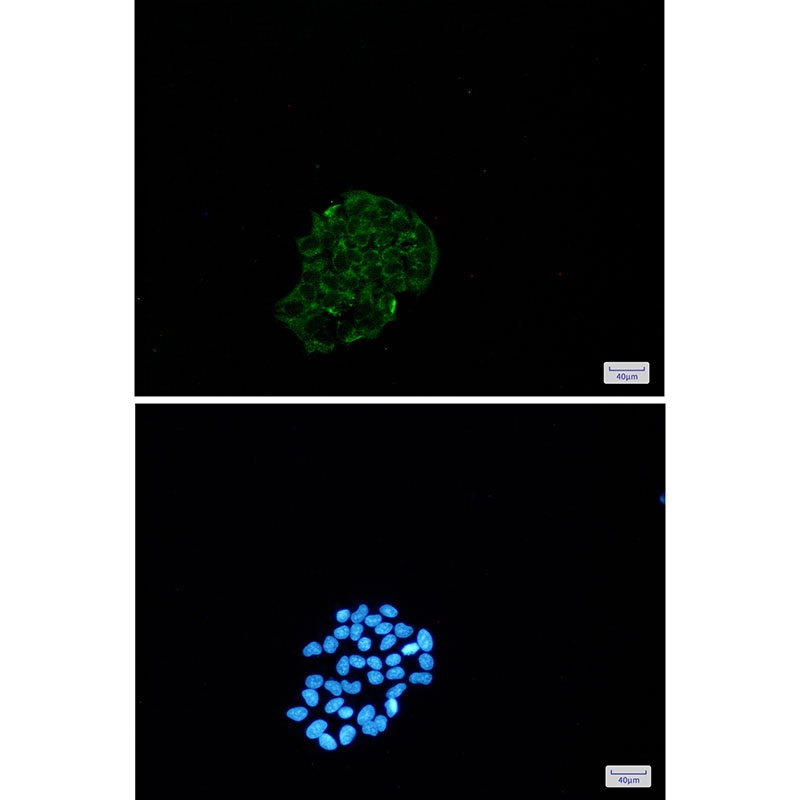 BNIP3 Antibody