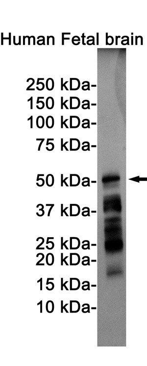 MAPT Antibody