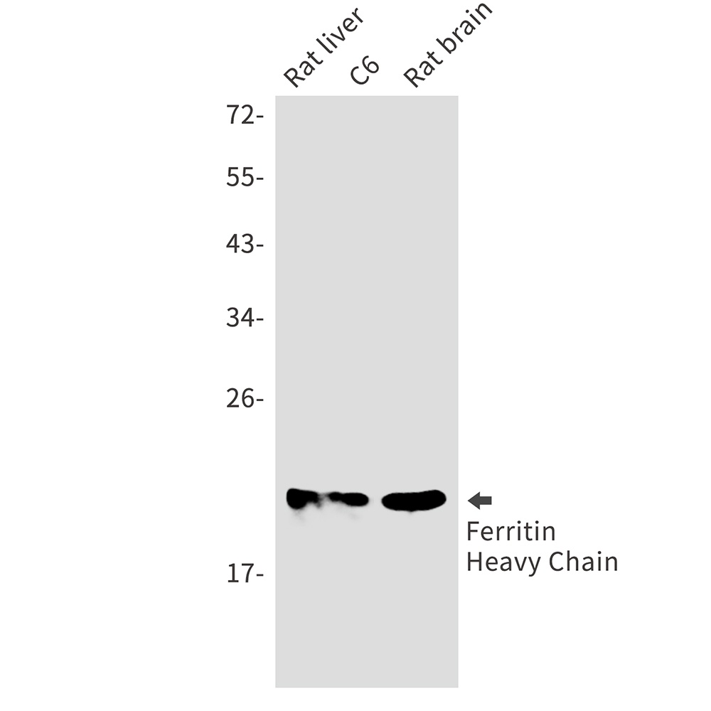 FTH1 Antibody