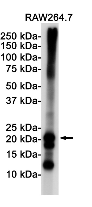 FTH1 Antibody