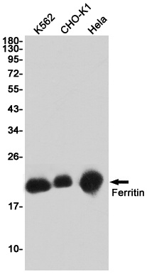 FTH1 Antibody