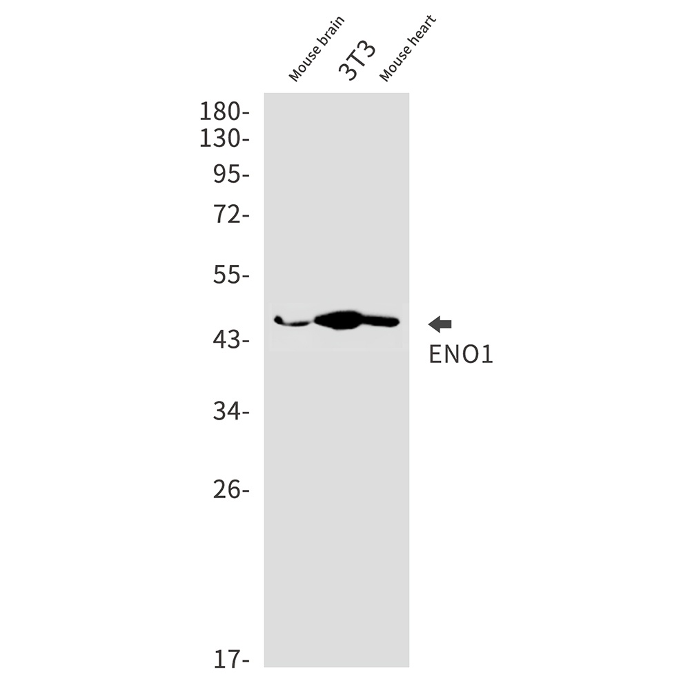 ENO1 Rabbit mAb