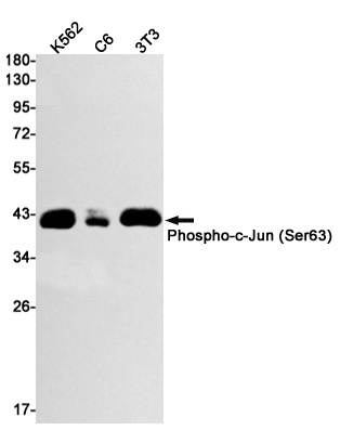 JUN Antibody