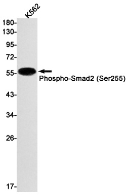 SMAD2 Antibody