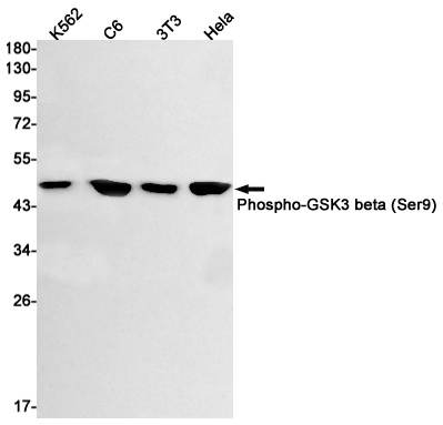 GSK3B Antibody