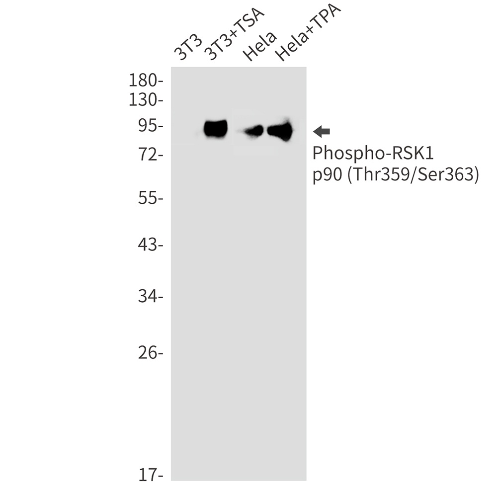 RPS6KA1 Antibody