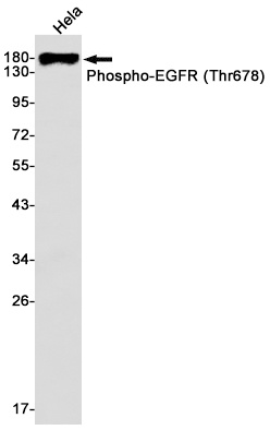 Phospho-EGFR (Thr678) Rabbit mAb