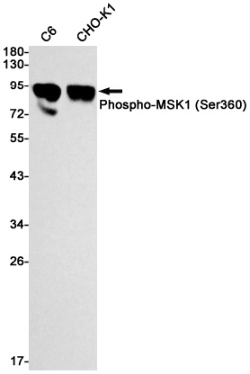 RPS6KA5 Antibody