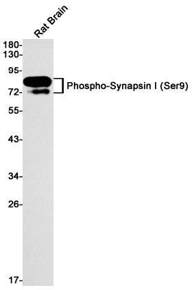 SYN1 Antibody