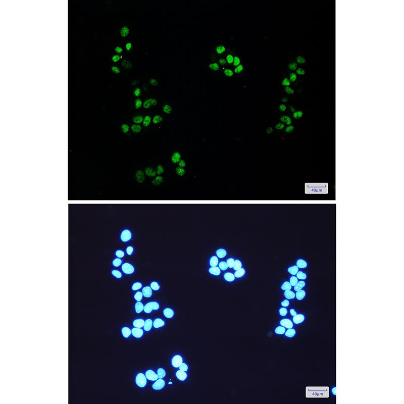 NEDD8 Antibody