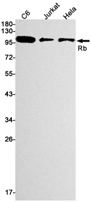 Rb1 Antibody
